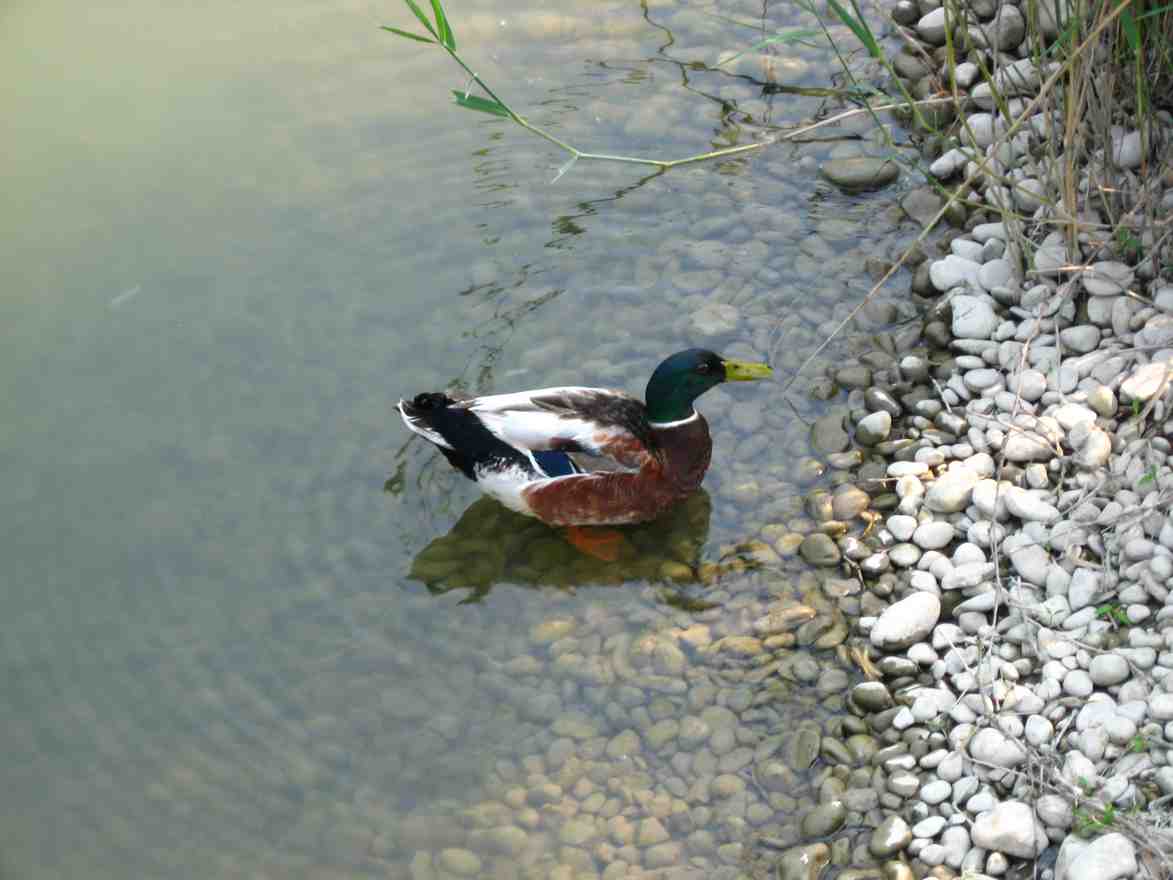 animali del sile